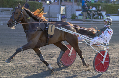 Avlsnyt: Ny Karat CN på tegnebrættet