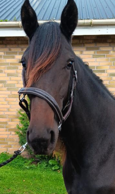 Derfor kommer Madame X ikke i auktionsringen i aften