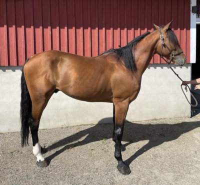 Bjarke Haagensen købte Face Time Bourbon-søn