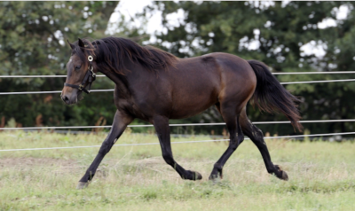 Travauktioner.dk: Top-hestene opnåede ikke reservepriserne