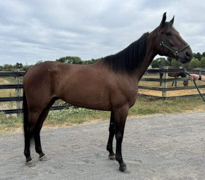 Bellissimo Face og Golden Rain i finaler på Yonkers