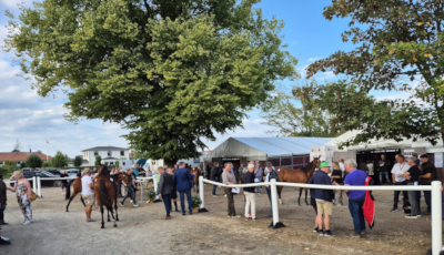 Opdrættere med auktionsheste fik en overraskelse