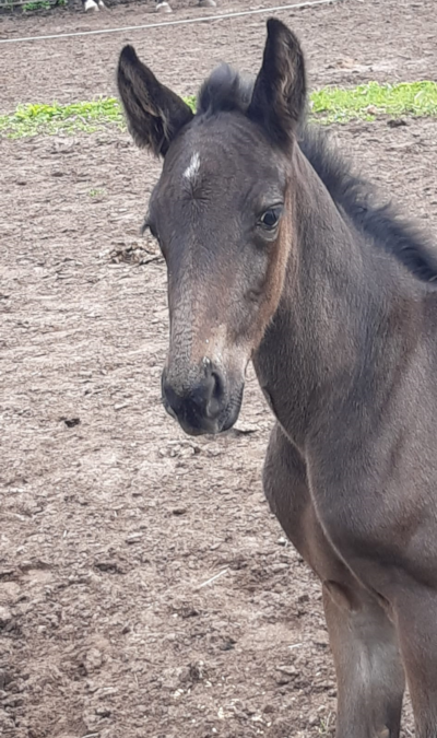 Derbyvinders moder dræbt af ko