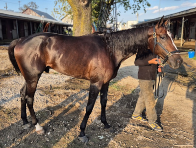 Karl ude af Breeders Crown