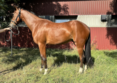 To danske hopper solgt på Travera