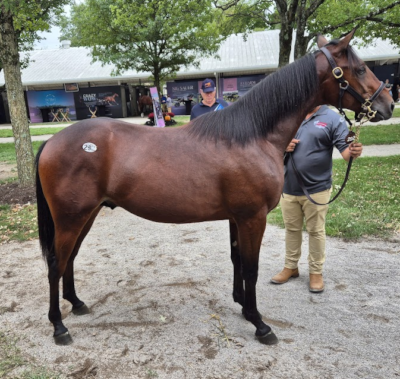 Danskopdrættet 2-åring – verdens hurtigste