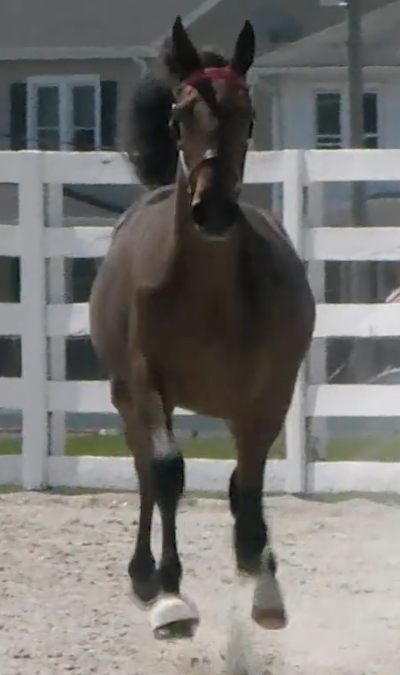 Ny rekord for hoppe-åring