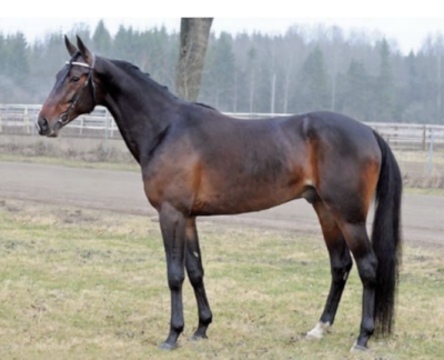 Svensk Travsport har revurderet avlshingste