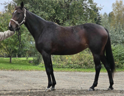 Team Juel køber følhoppe på Travera