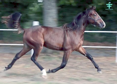 Danskejet 2-åring vandt i Milano