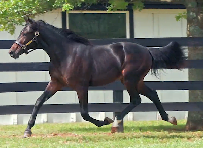 Rene Sejthen får åringer fra stor amerikansk hesteejer
