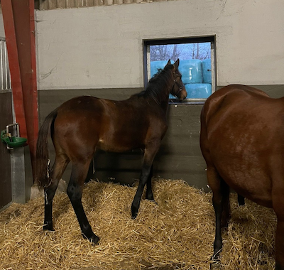 Amerikansk tophoppe med Greenshoe-føl importeres til Danmark