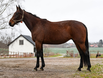 Følhoppe og løbshest købt til Danmark på Travera-auktionen