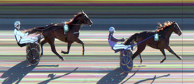 Hafa-hestene i Norge