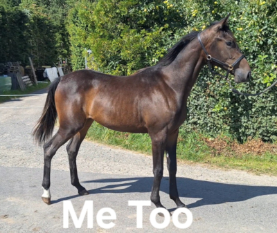 Sælges: Hoppeplag – nært beslægtet med Joy Me