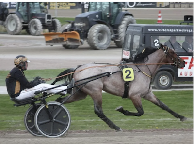 Tysk årgangshest købt til Danmark