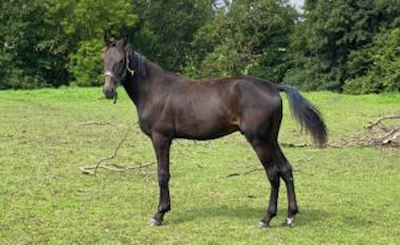 Sælges – 2 års vallak med tre millionærer i den nære familie