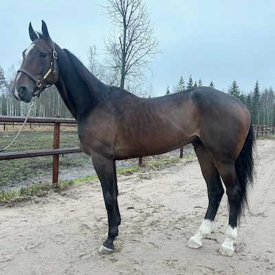 Svendsen købte 4 årig løbshest på Travera