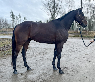 Travera: 2 løbsheste til Danmark