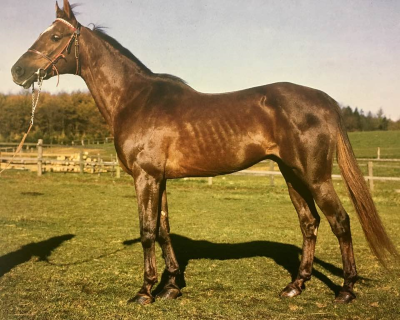 Travsport i Danmark for 50 år siden (18)