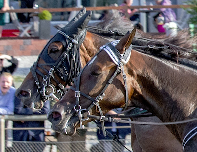 En Smarthest kan hjælpe dig til gevinst i V75