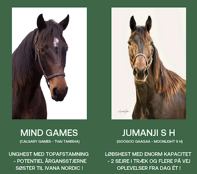 Fortsat gang i salget af anpartsheste