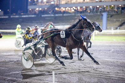 JVB: Årets Hest-kandidater besejret