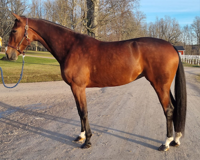 Bold Eagle-datter købt til Danmark