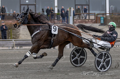 V64-Jägersro: Kan Kjær få Bordeaux Face fejlfrit over banen?