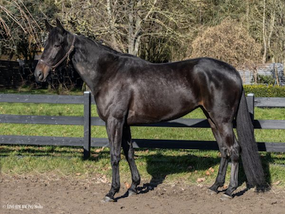 Handlet efter auktionen