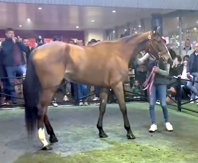 Prix d’Amerique-auktion:  Montéheste var dyrest