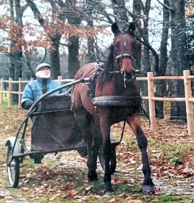 Endnu en anpartshest hos Nicklas Korfitsen