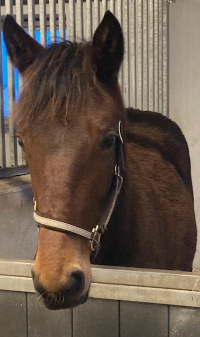 Idao de Tillards Prix d’Amerique-sejr vakte jubel i Danmark