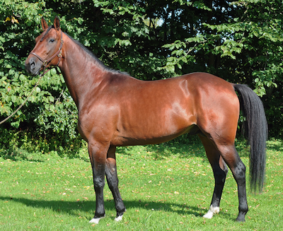 Avlshingsten One Too Many er død