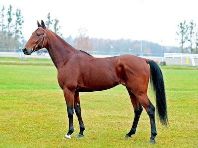 Danmarks største sponsor?