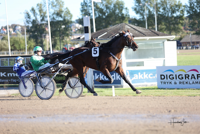 L L- heste på Travera-auktion