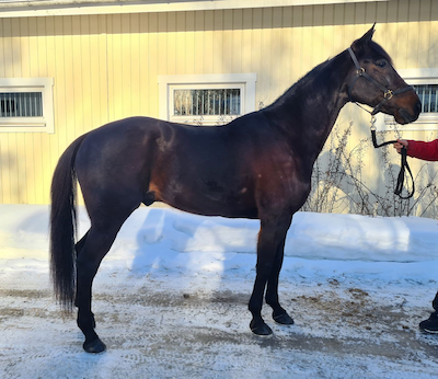 Ready Cash-søn til Danmark