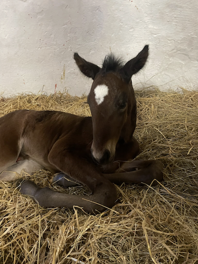 Hail Mary-føl hos Stald Sotto