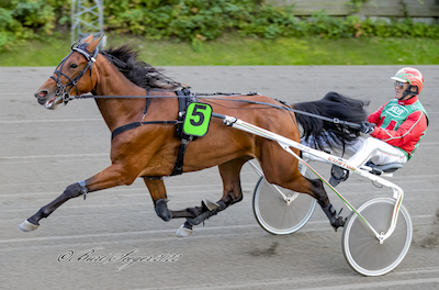 Ny hoppe til Stutteri Shadow