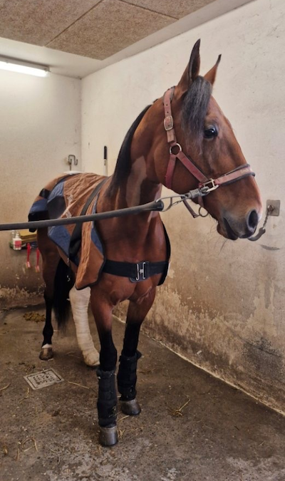 Lang pause til Hnokki Speed