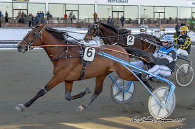 Bliv hesteejer sammen med Bet25