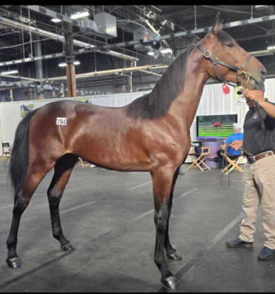 USA: Danskejet 2-åring godkendt i 1.14.0