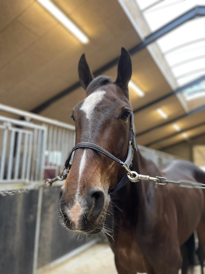 Løbshest dyrest på travauktioner.dk