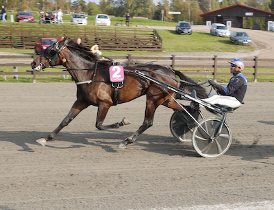 Travera: Følhoppe-emne købt til Danmark