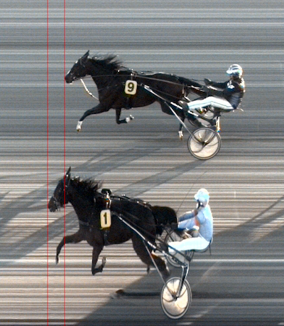 Skive: Udenlandske opdrættere i fokus