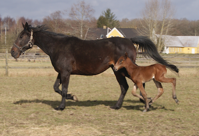 Calgary Games-føl hos Jondahl