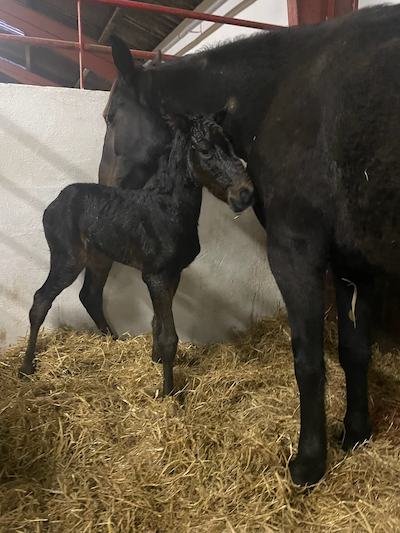 Hoppeføl efter Bird Parker