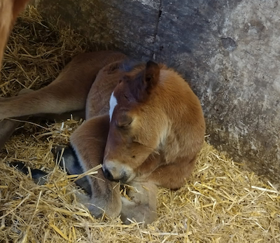Kronprinsen har fået en lillebroder