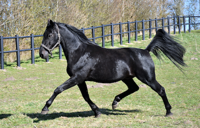 Avlshingsten Chipmate er død