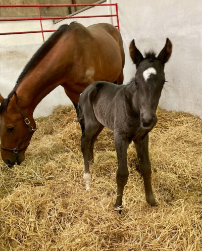 Følnyt: Nuncio-føl hos L N Trotting